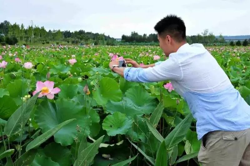 荷花见水就活简单易种颗颗带芽