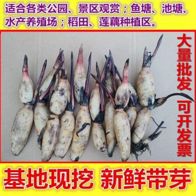 荷花见水就活简单易种颗颗带芽
