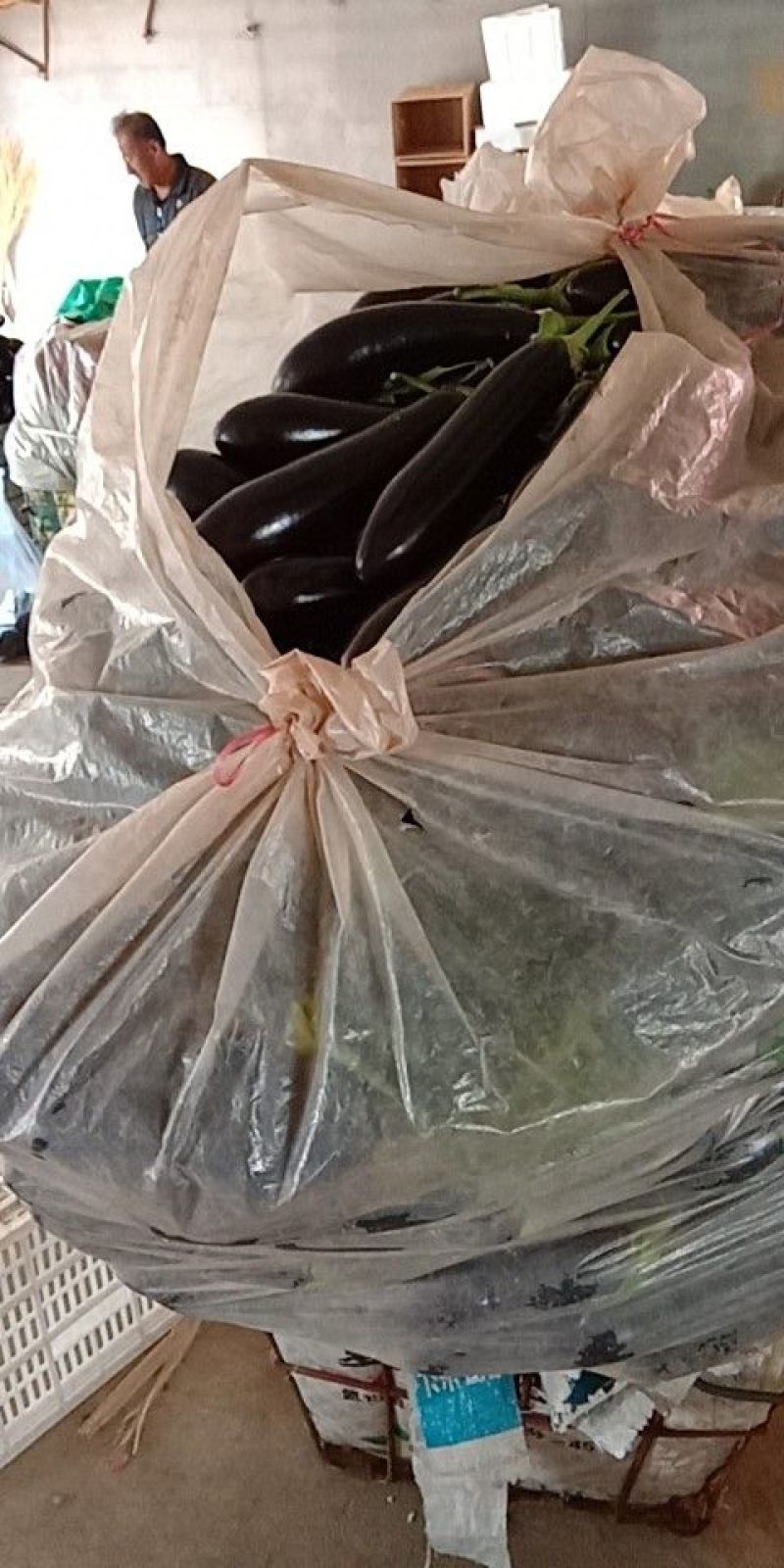 茄子765长茄3两以上