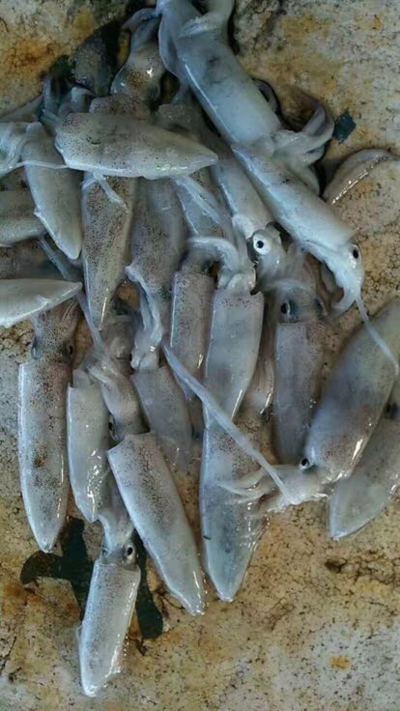 龙头鱼