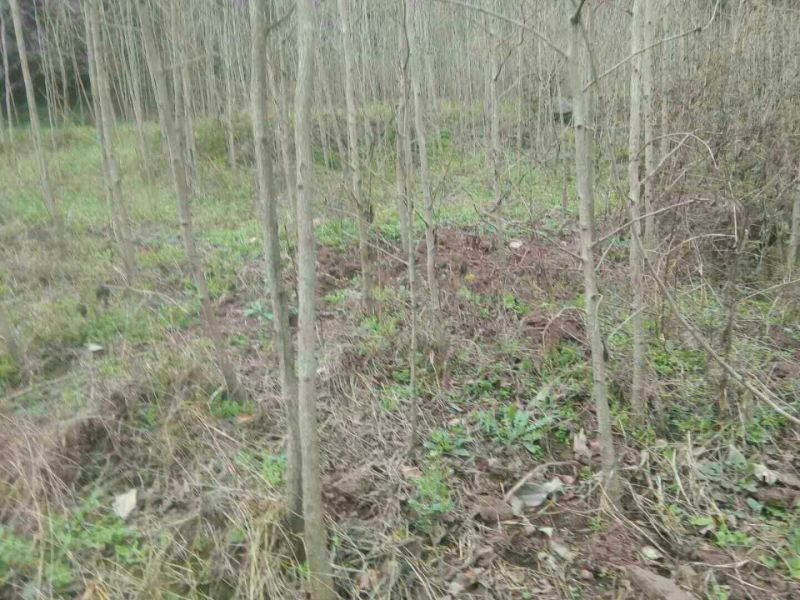银杏树4~6cm2.5~3米1米以下