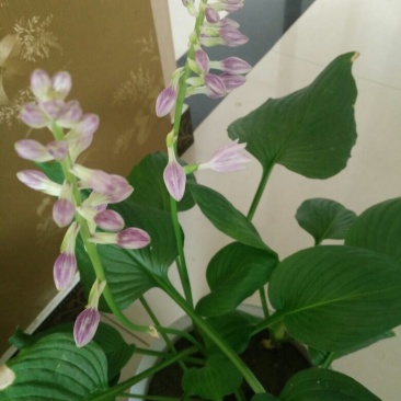 紫玉簪苗30~40cm
