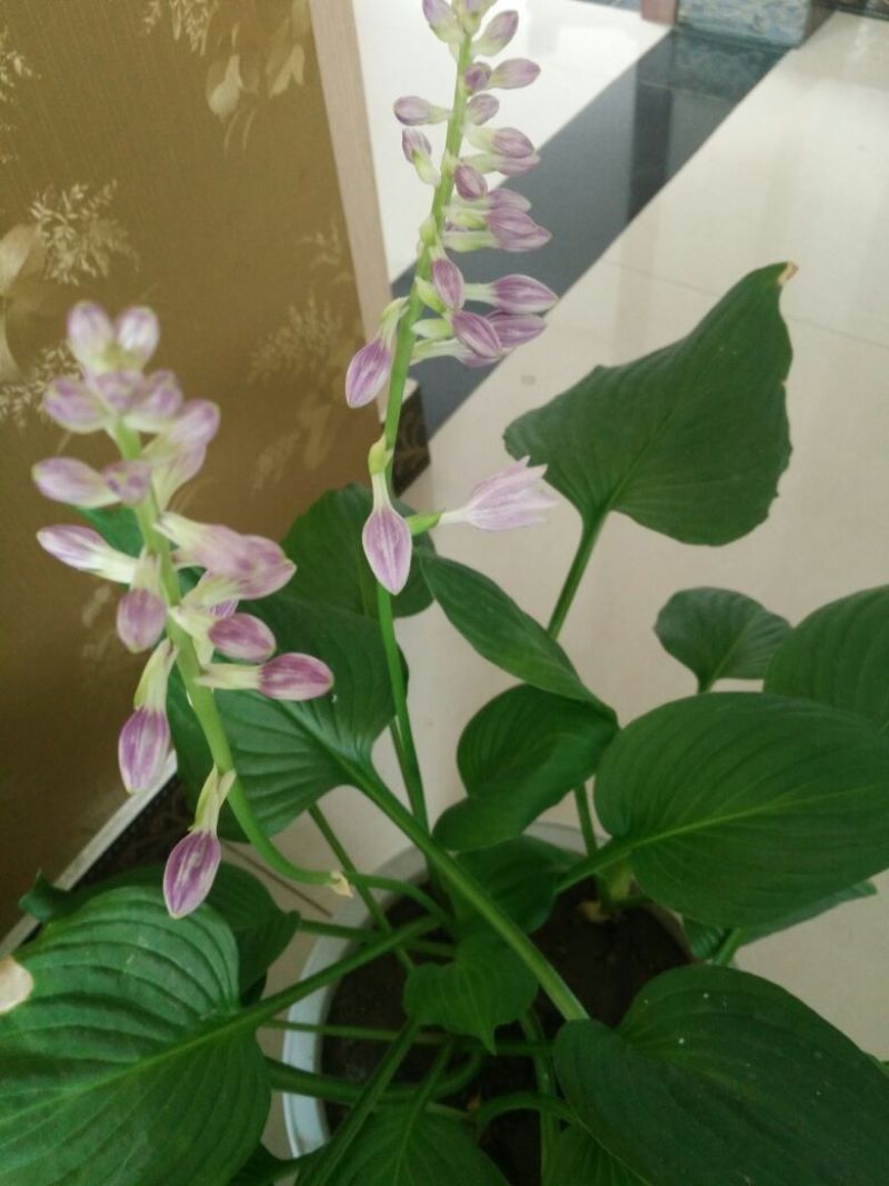 紫玉簪苗30~40cm