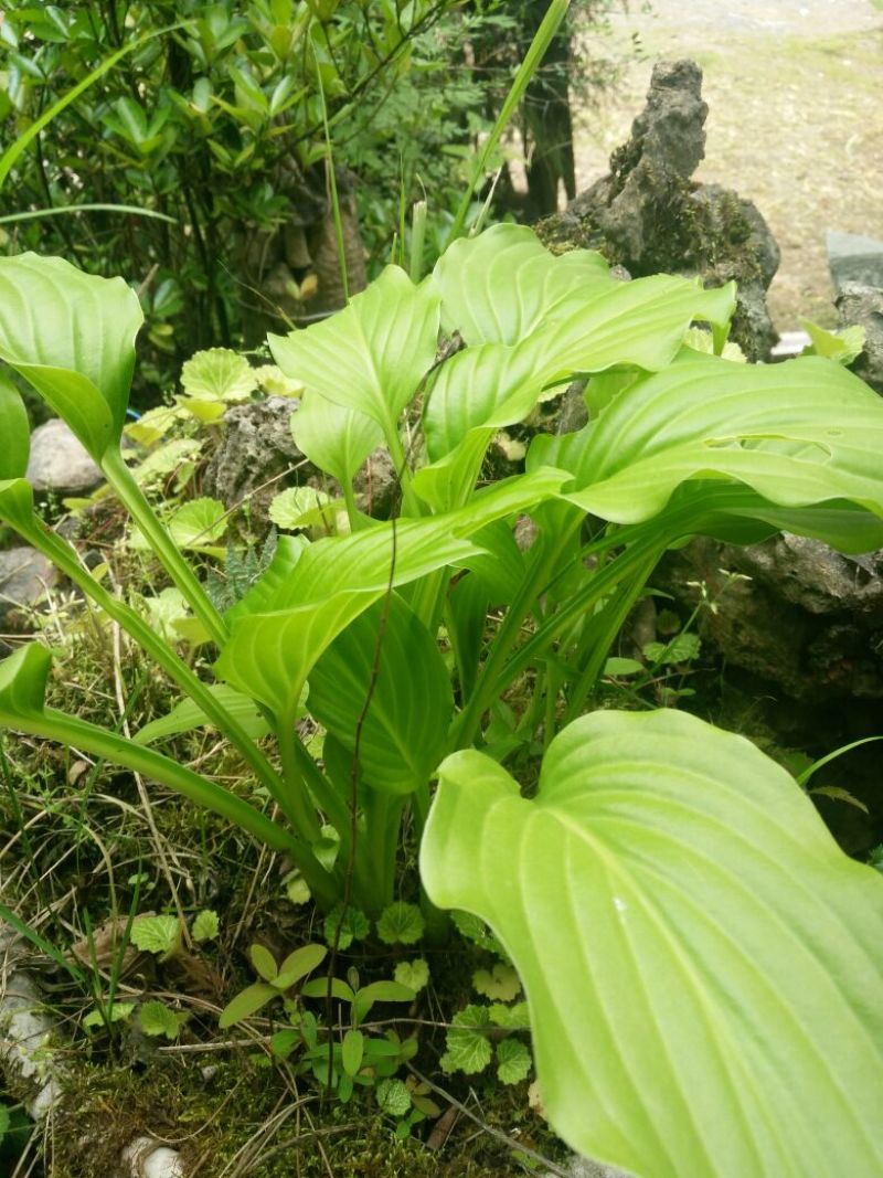 紫玉簪苗30~40cm