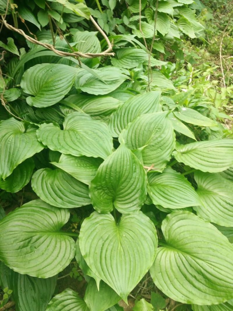 紫玉簪苗30~40cm