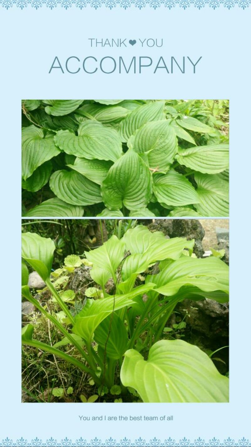 紫玉簪苗30~40cm