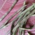 优质大棚***无公白花芸豆己大量上市，欢迎新老客户采购