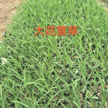 金娃娃萱草0.5米以下