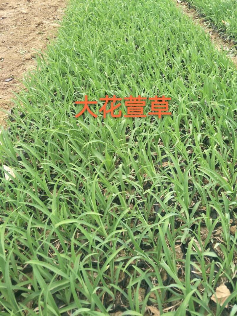 金娃娃萱草0.5米以下