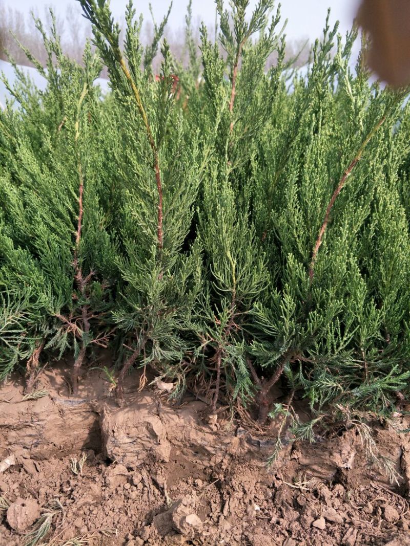 金娃娃萱草0.5米以下