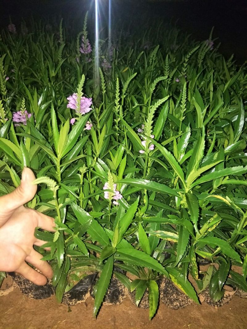 金叶女贞4cm以下