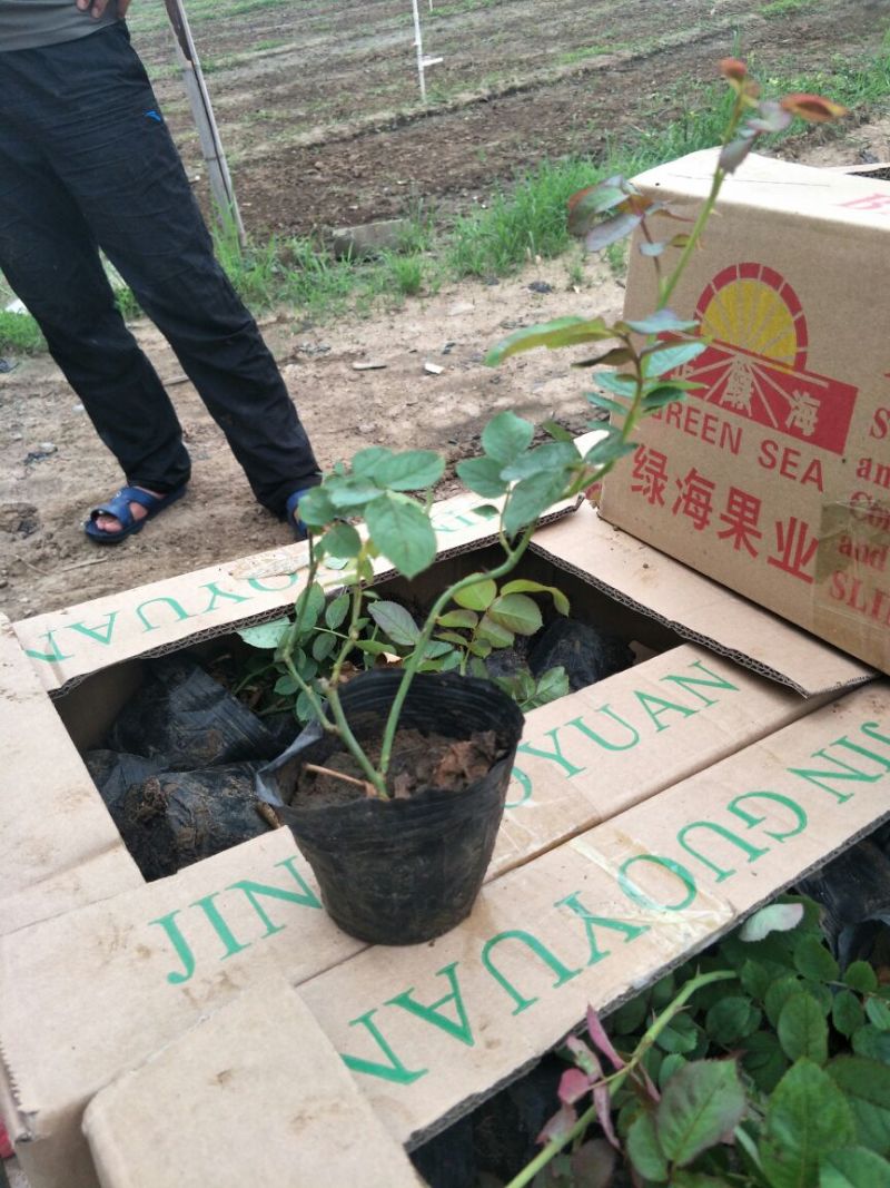 金叶女贞4cm以下