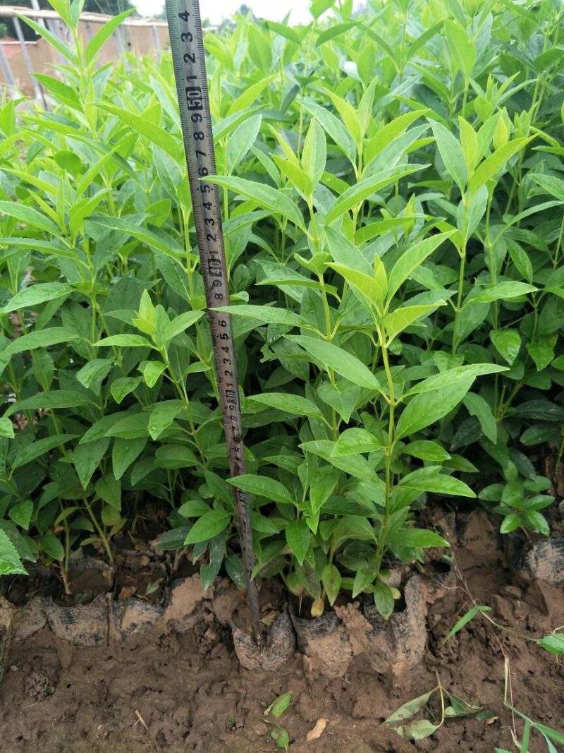 金叶女贞4cm以下
