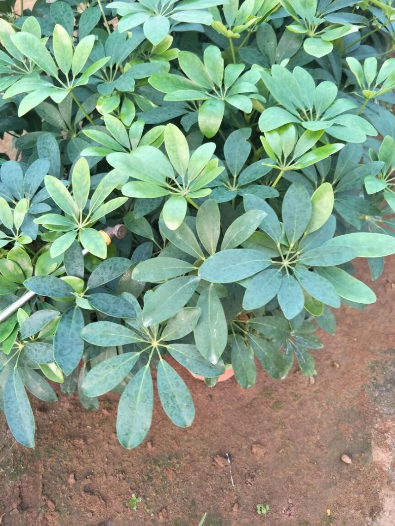 金叶女贞4cm以下