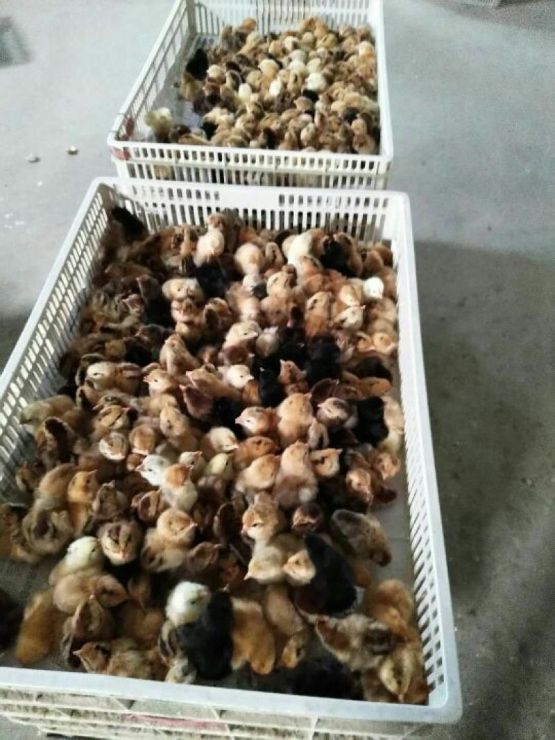 土鸡苗出壳苗35~45克通货