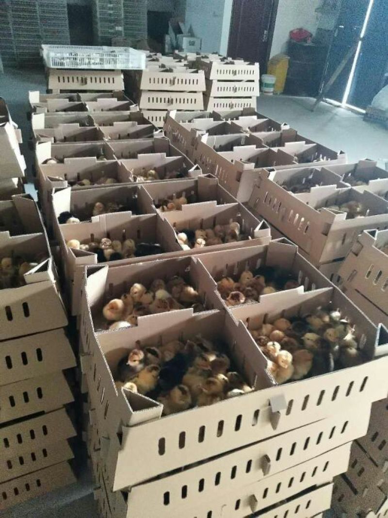 土鸡苗出壳苗35~45克通货