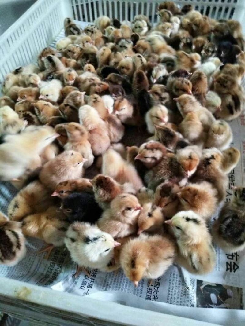 土鸡苗出壳苗35~45克通货