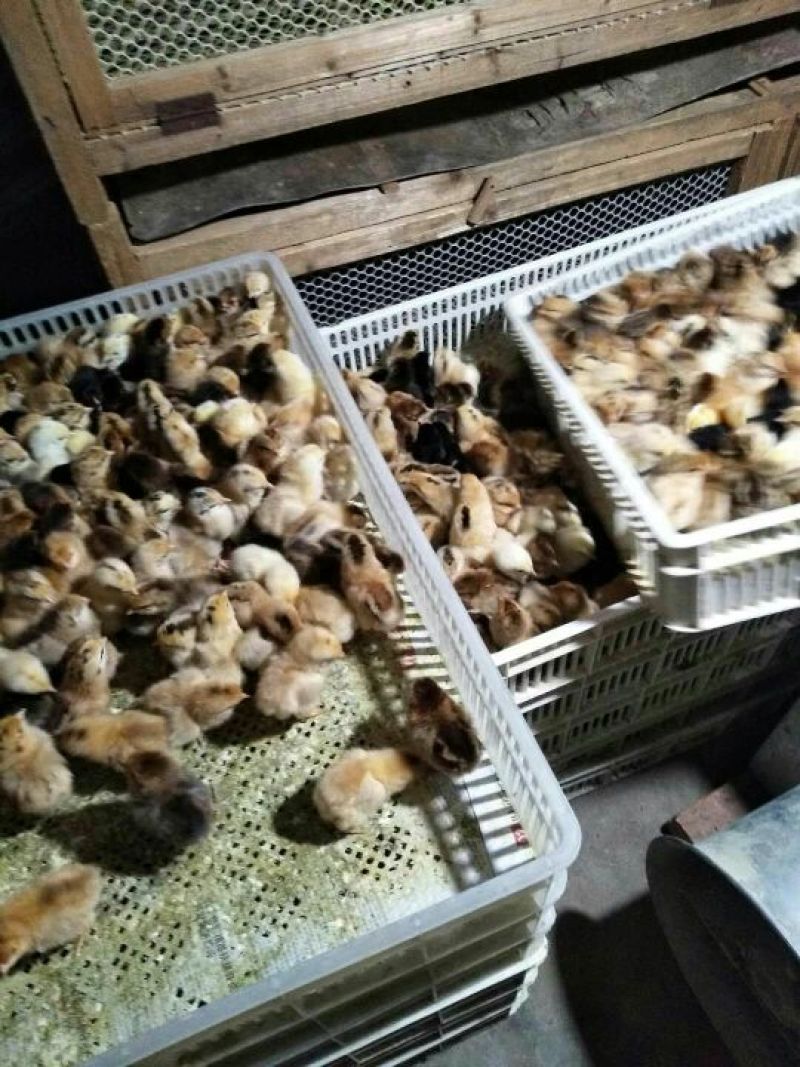土鸡苗出壳苗35~45克通货