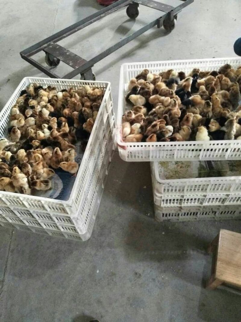 土鸡苗出壳苗35~45克通货