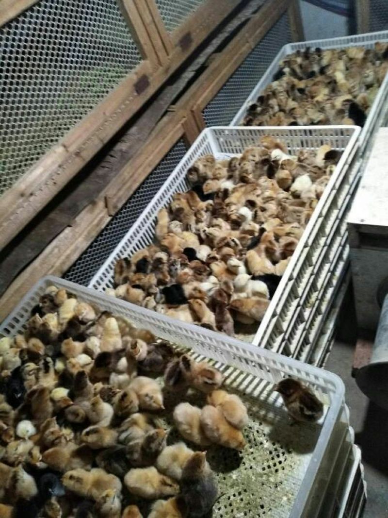土鸡苗出壳苗35~45克通货
