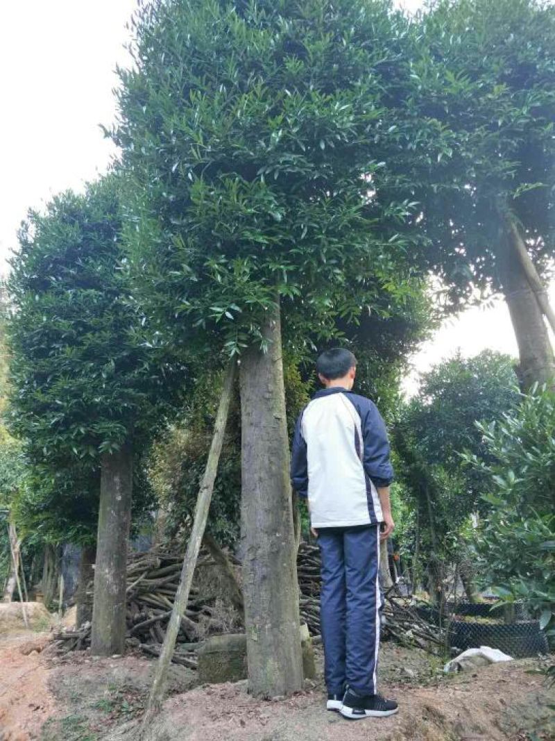 竹柏4~5cm4~5米