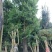 竹柏4~5cm4~5米