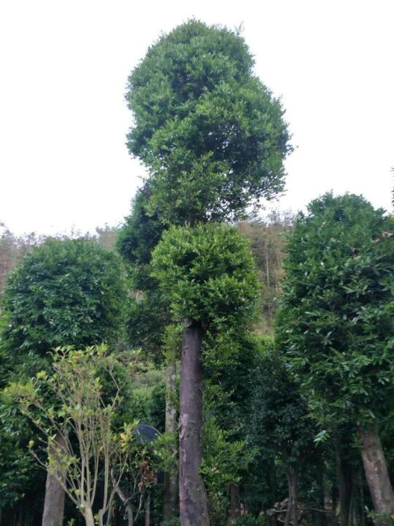 竹柏4~5cm4~5米