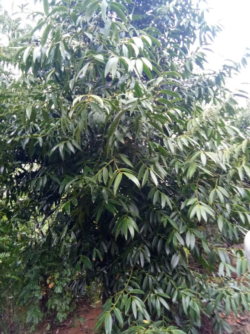 竹柏4~5cm4~5米