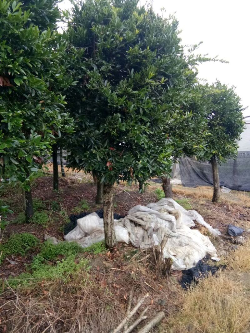 竹柏4~5cm4~5米