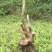 映山红树桩10~15cm