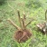 映山红树桩10~15cm