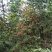 映山红树桩10~15cm