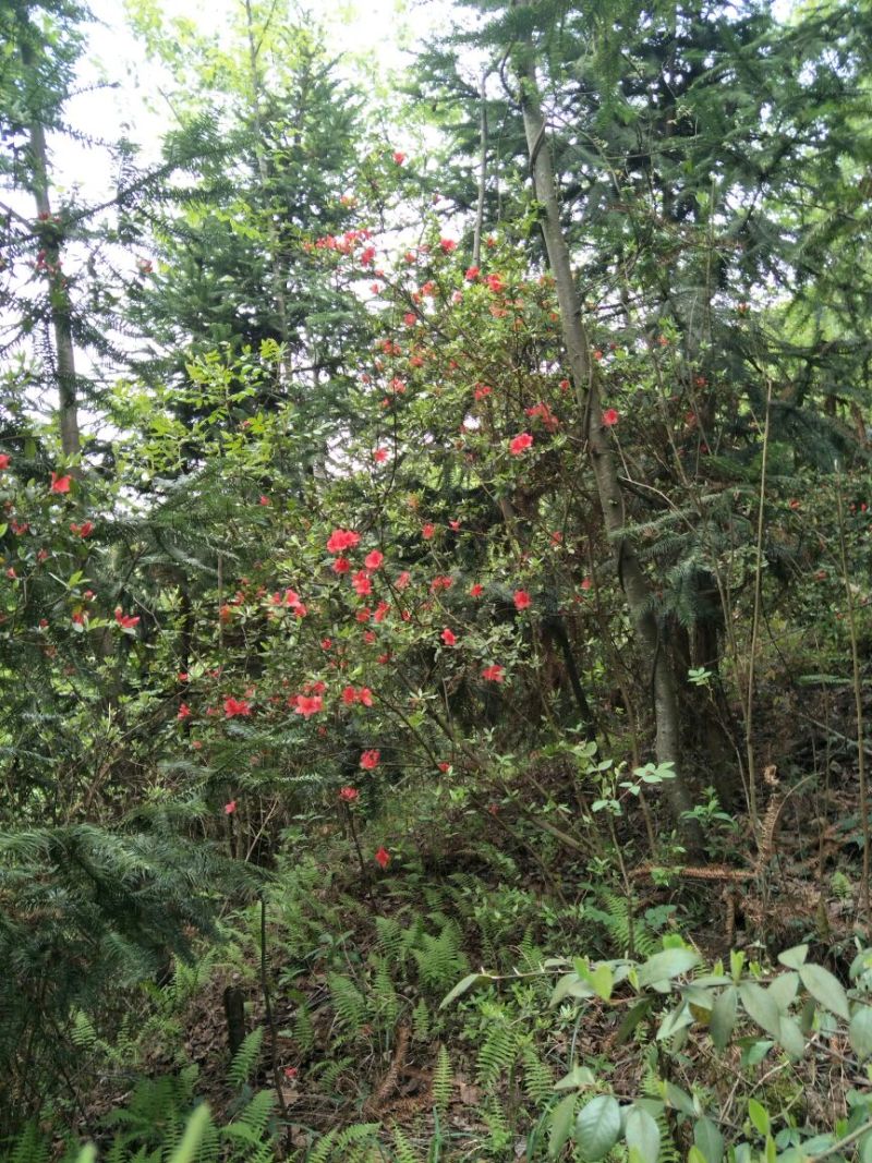 映山红树桩10~15cm