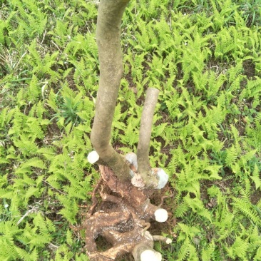映山红树桩10~15cm