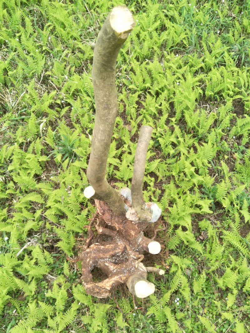 映山红树桩10~15cm
