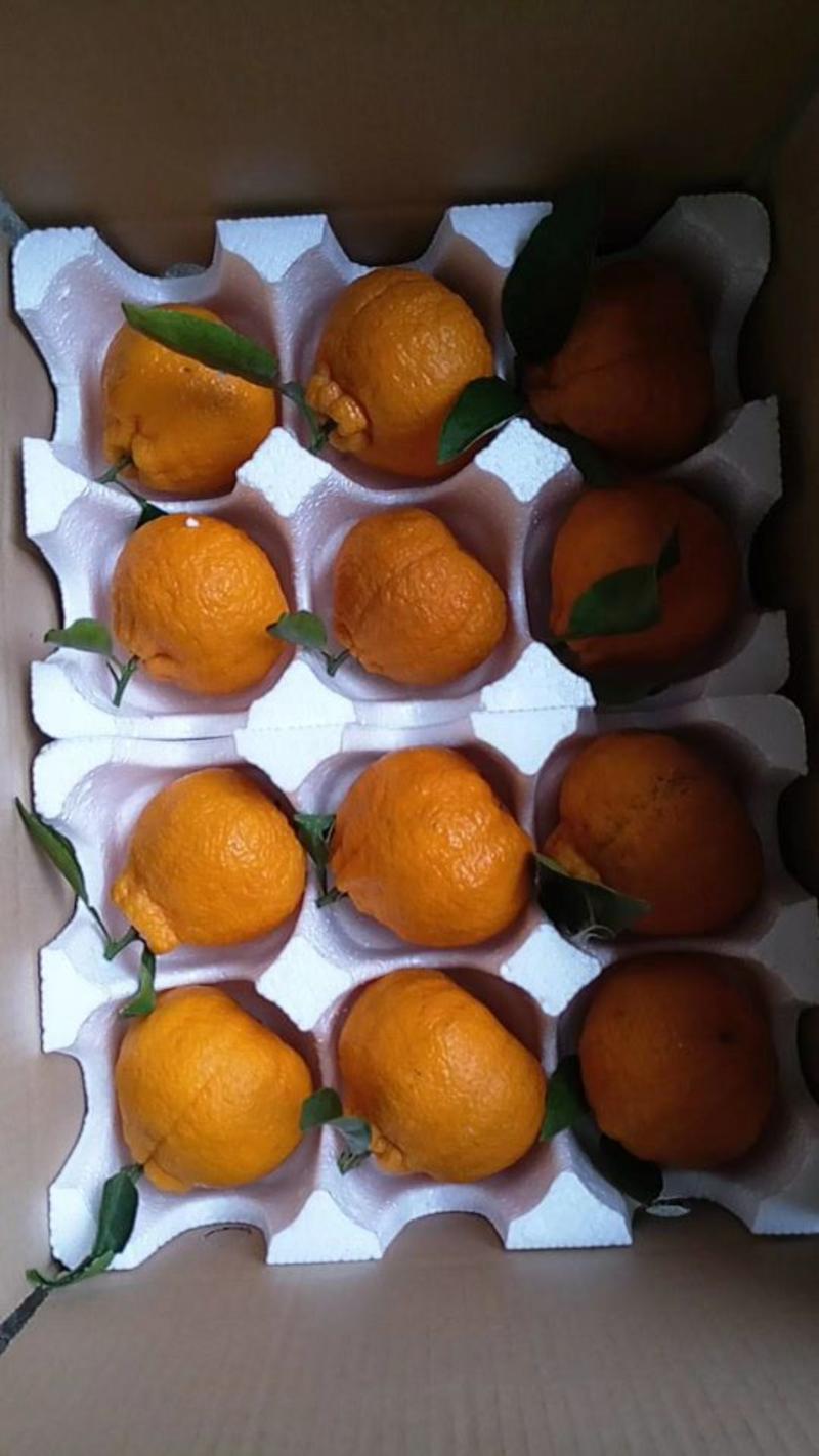 柑桔，不知火柑桔（丑橘）7.5以上果面干净汁多脆甜