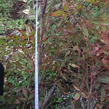 南天竹30~50cm