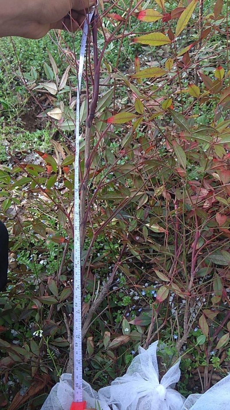 南天竹30~50cm