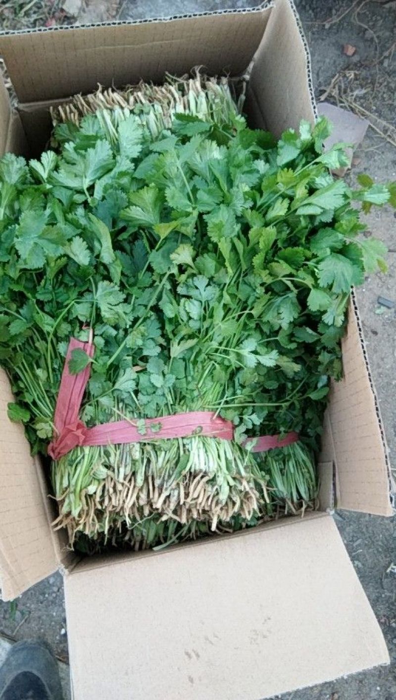 大叶香菜30厘米，质量好，都是新割的，