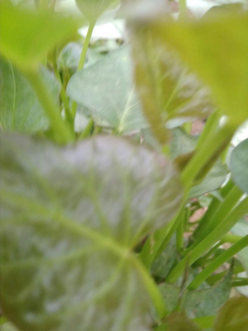 红薯种苗
