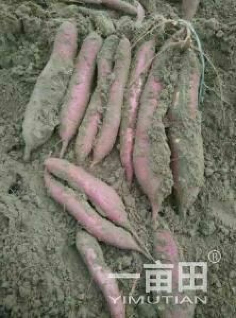 红薯种苗