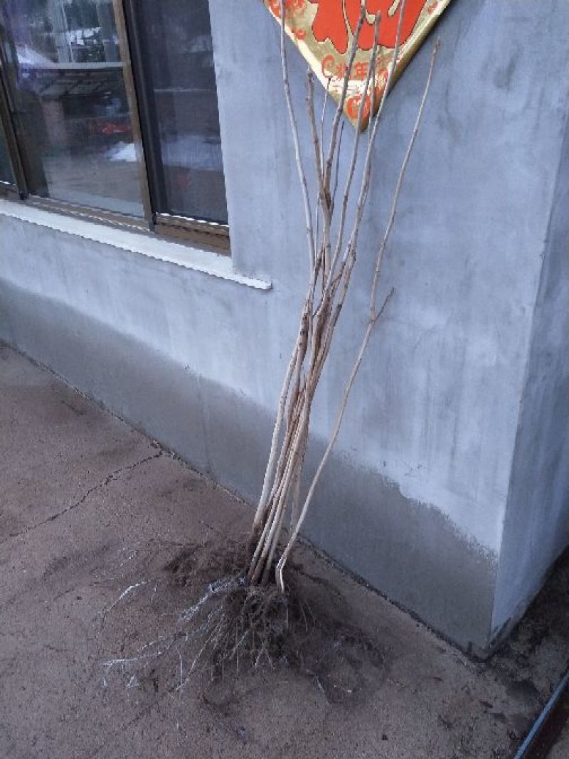 东北树种核桃苗，核桃楸，楸树苗