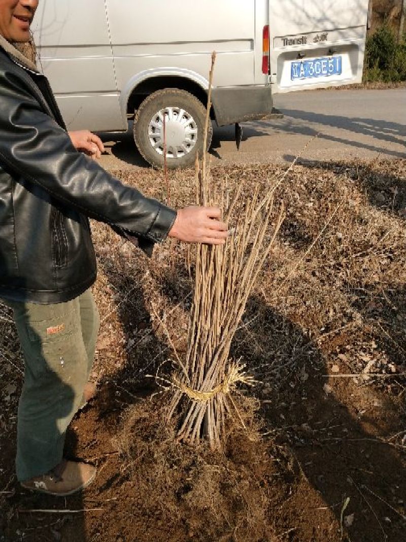 东北树种核桃苗，核桃楸，楸树苗