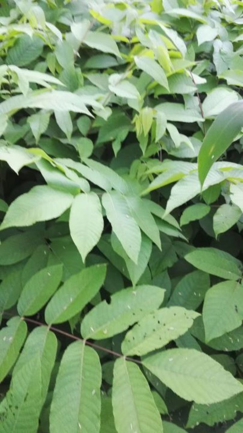 东北树种核桃苗，核桃楸，楸树苗