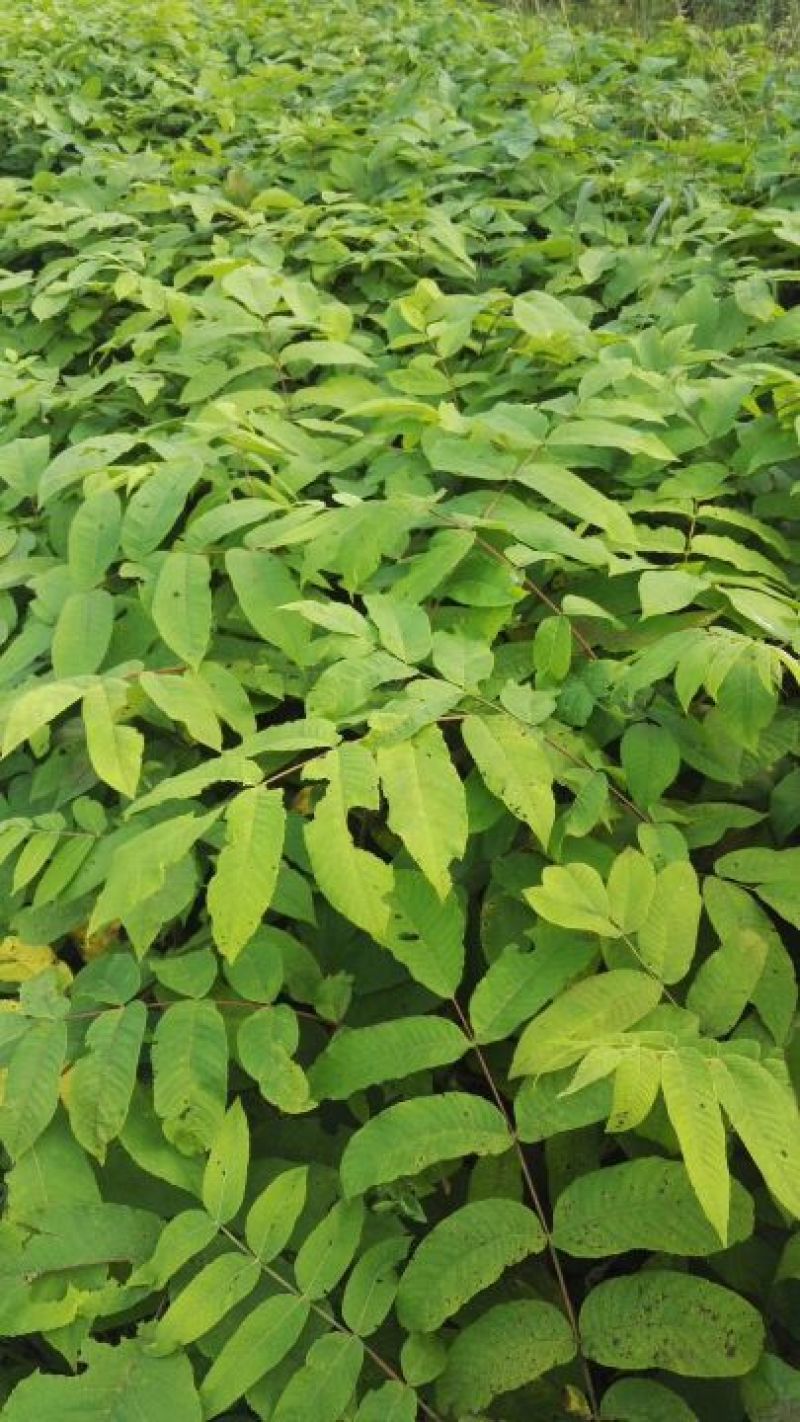 东北树种核桃苗，核桃楸，楸树苗