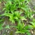 湖北特大紫花三叉白芨种苗20~30cm块茎5公分以上苗