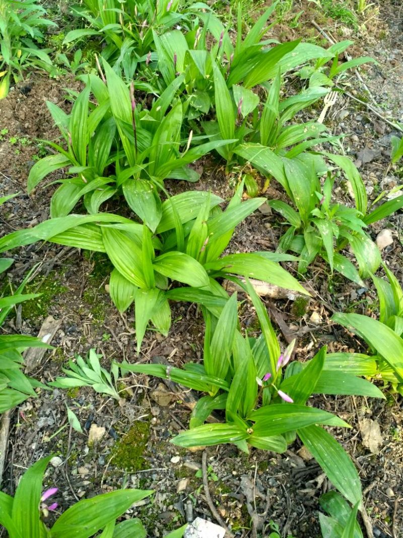 湖北特大紫花三叉白芨种苗20~30cm块茎5公分以上苗