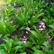 湖北特大紫花三叉白芨种苗20~30cm块茎5公分以上苗