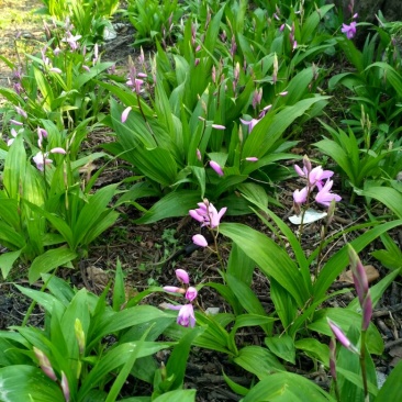湖北特大紫花三叉白芨种苗20~30cm块茎5公分以上苗