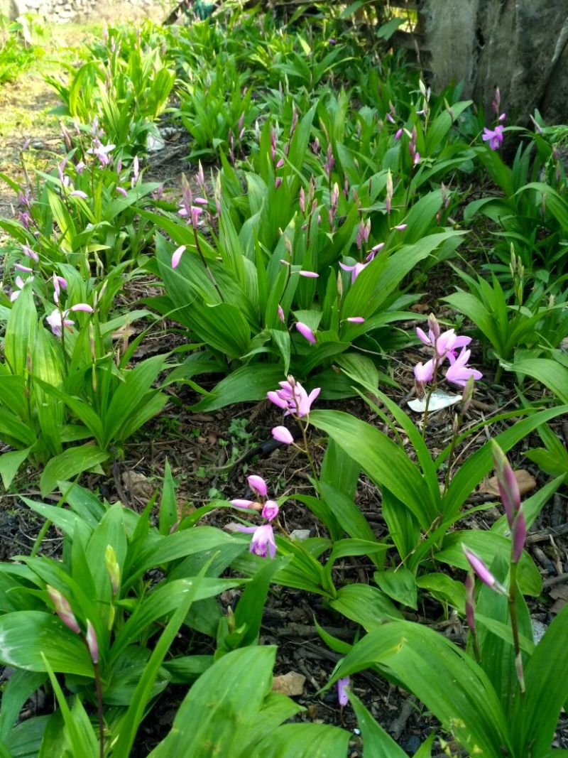 湖北特大紫花三叉白芨种苗20~30cm块茎5公分以上苗